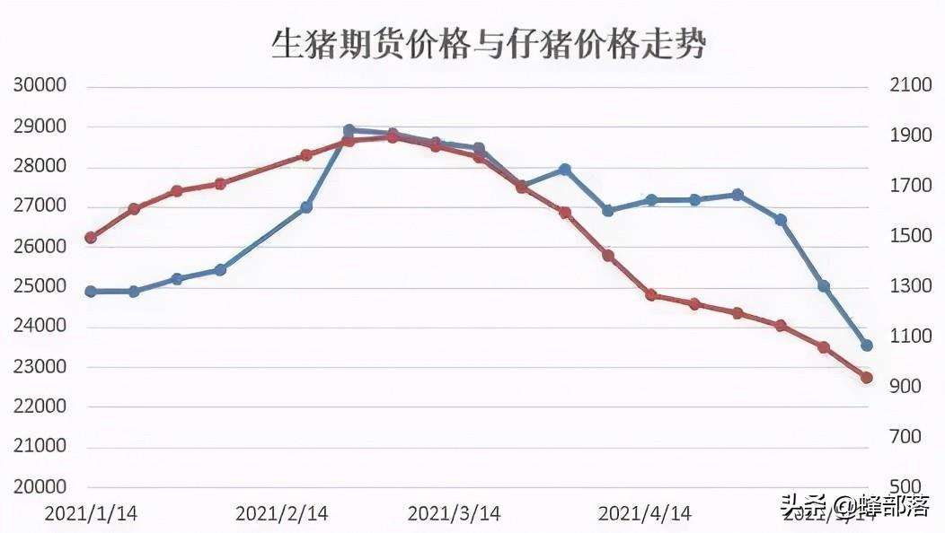 生猪市场实时价格动态